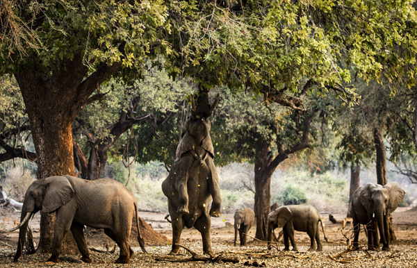 Wilderness Zimbabwe Mana Pools Elephants standing on back legs
