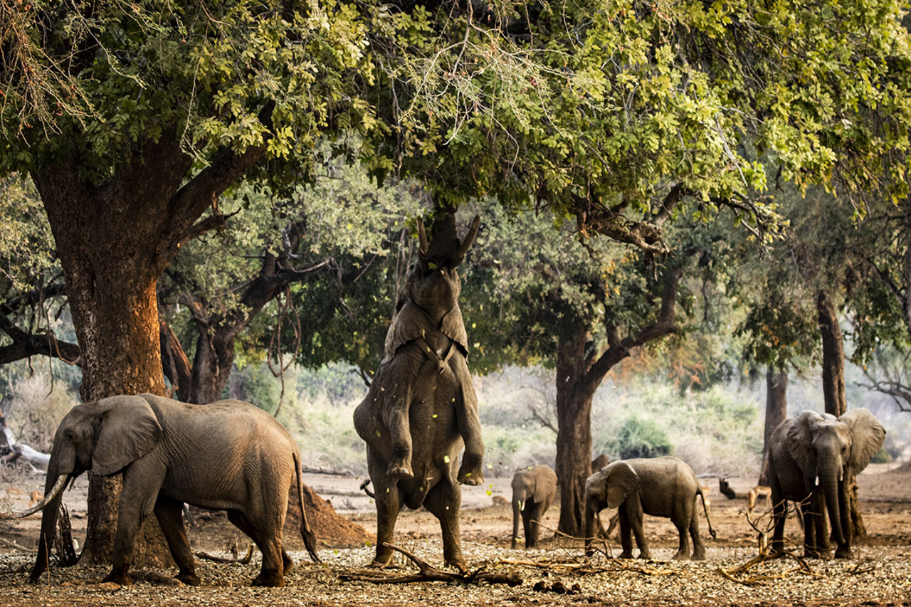Wilderness Zimbabwe Mana Pools Elephants standing on back legs