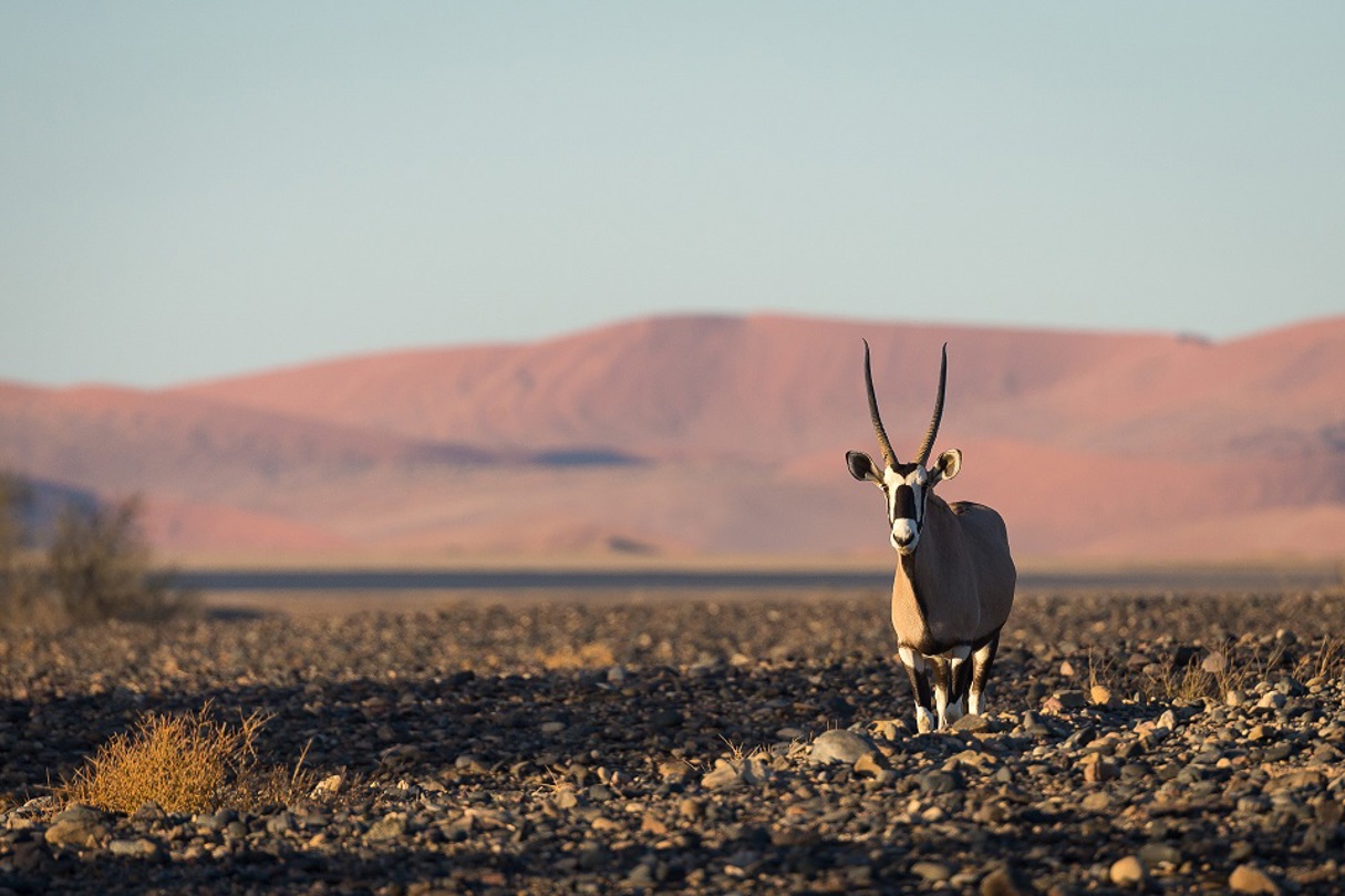 The strong and iconic Oryx in the desert Wilderness Namibia Wildlife Oryx