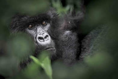 Mountain Gorilla at Wilderness Bisate Rwanda
