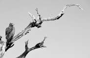 Martial eagle on a tree branch