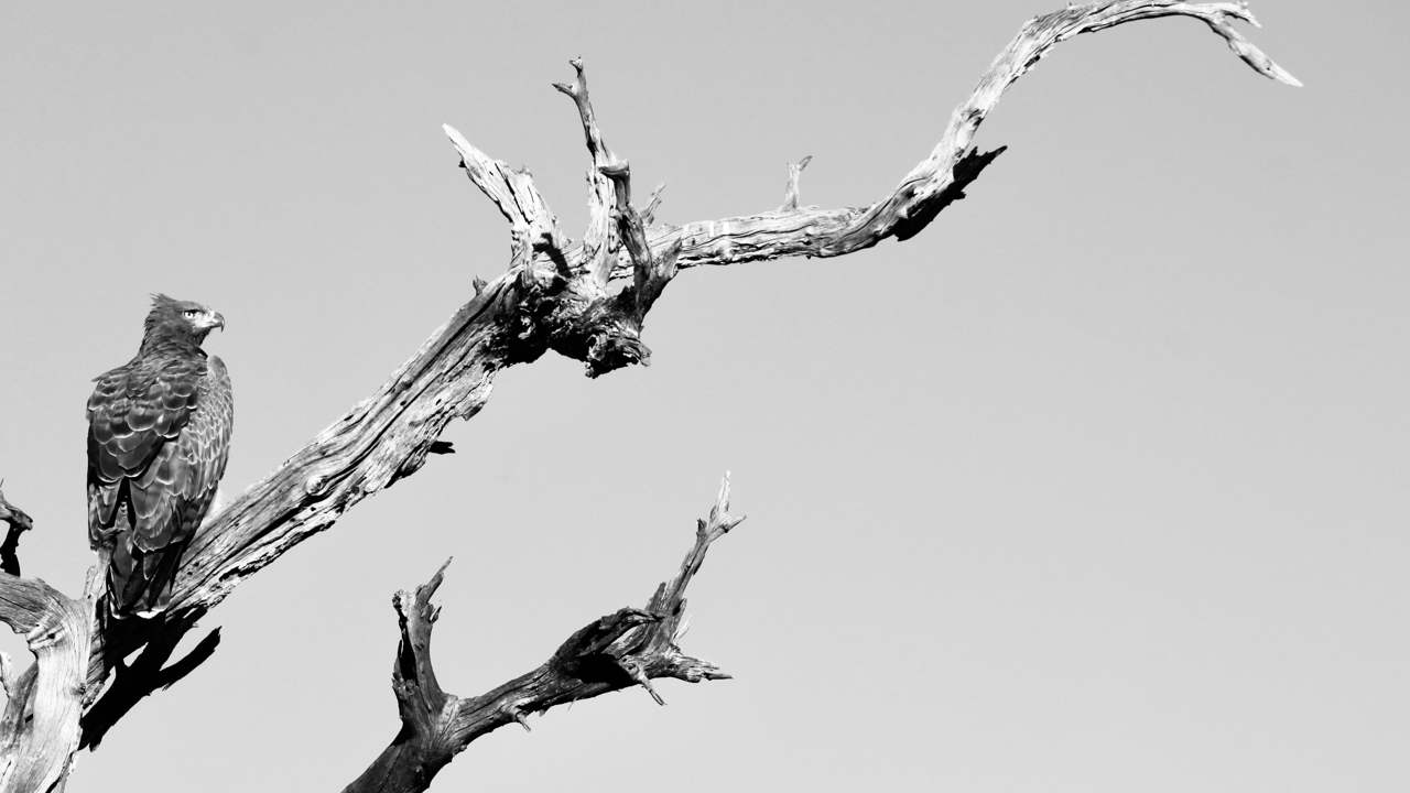 Martial eagle on a tree branch