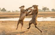Two lionesses standing on their hind legs and fighting, swiping with their paws in a dramatic action pose in the dusty Okavango Delta savanna at sunrise.