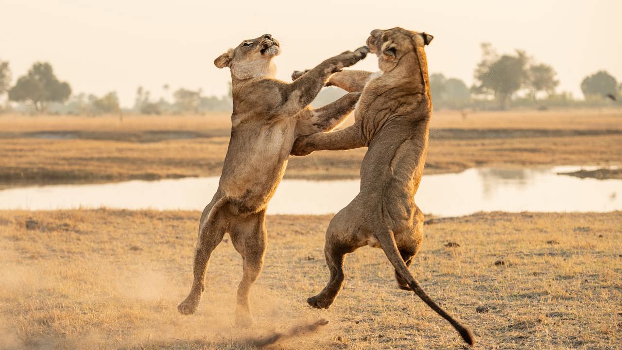 Two lionesses standing on their hind legs and fighting, swiping with their paws in a dramatic action pose in the dusty Okavango Delta savanna at sunrise.