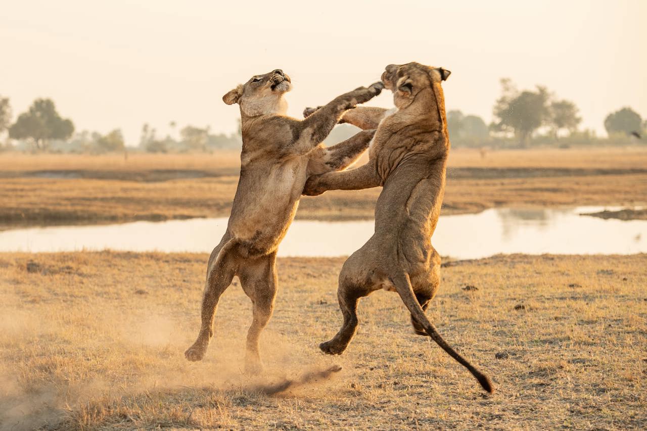 Two lionesses standing on their hind legs and fighting, swiping with their paws in a dramatic action pose in the dusty Okavango Delta savanna at sunrise.
