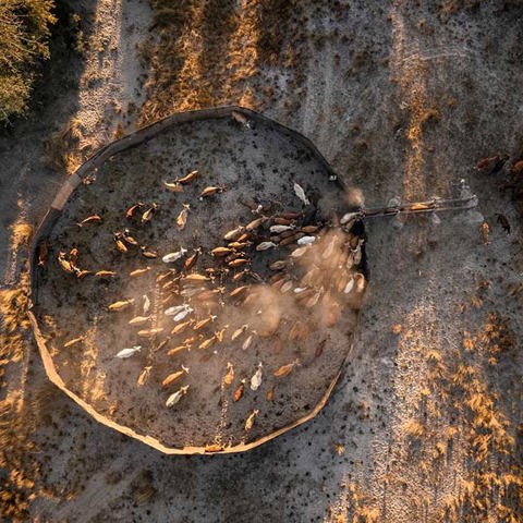 A traditional boma for farmers live stock in Botswana Wilderness Impact on community