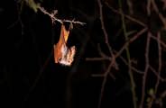 Bat hanging from a branch during a night safari with Wilderness