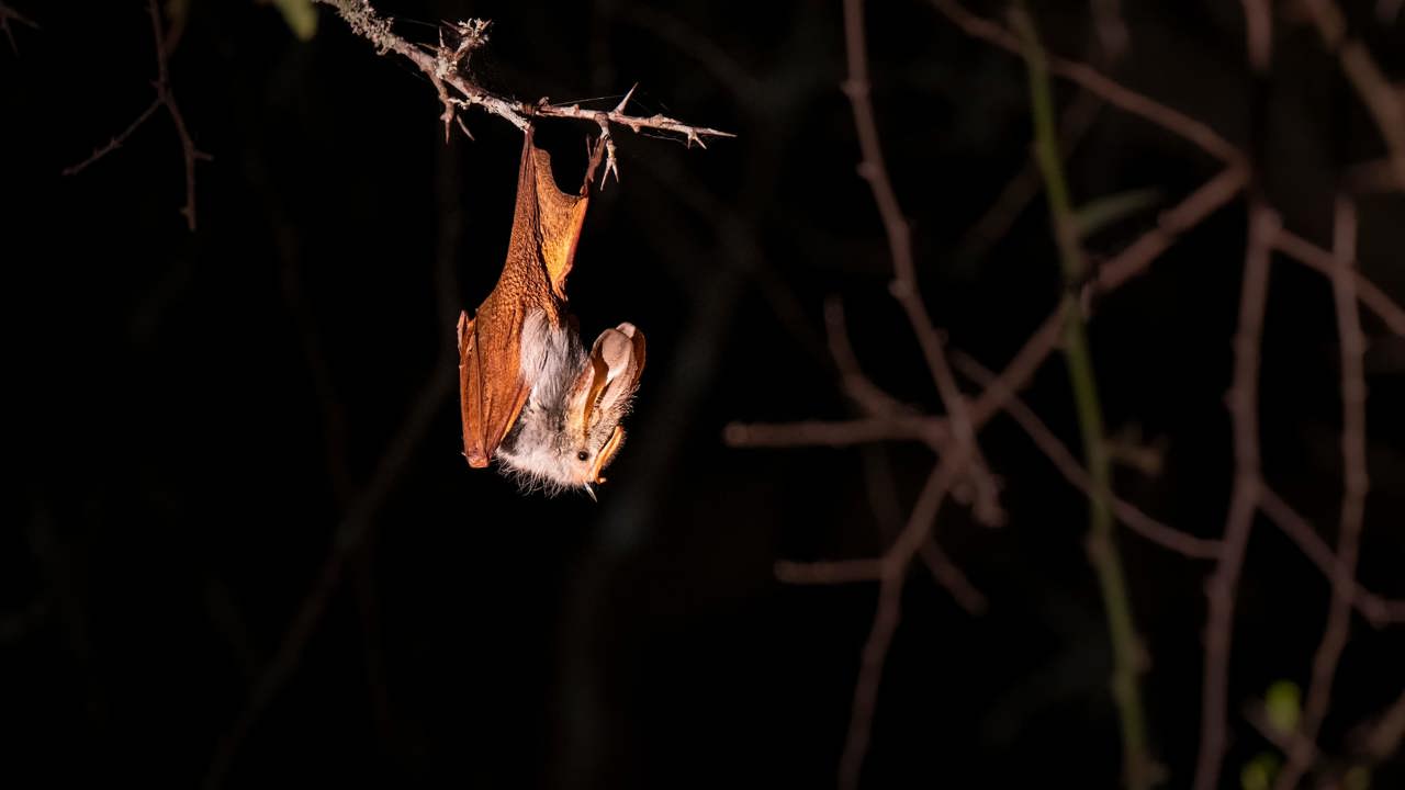 Bat hanging from a branch during a night safari with Wilderness
