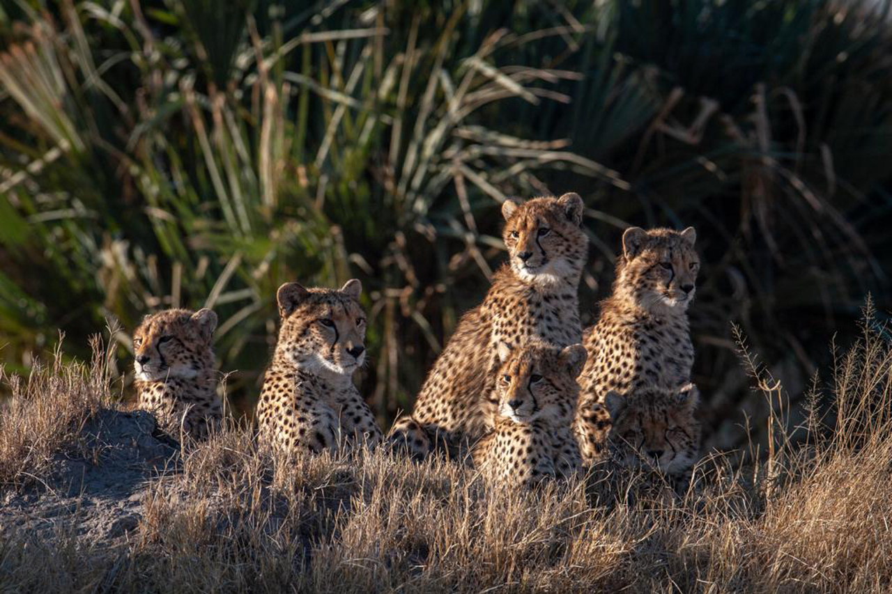 Supermom cheetah is a legend at Wilderness Chitabe for successfully rearing 5 cubs in one season