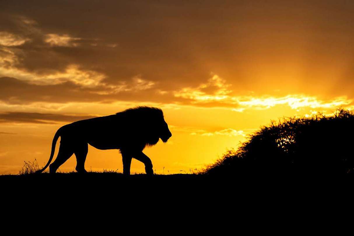 “Lion King” by Marion Vollborn
