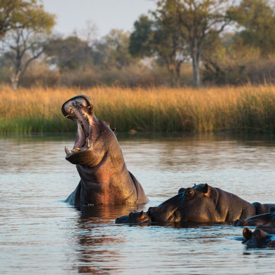 Wilderness Savuti Hippos in Lagoon