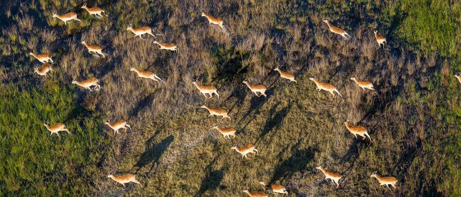Wilderness Journeys Quintessential Botswana