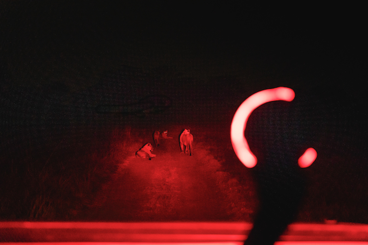 Lions spotted on a night drive