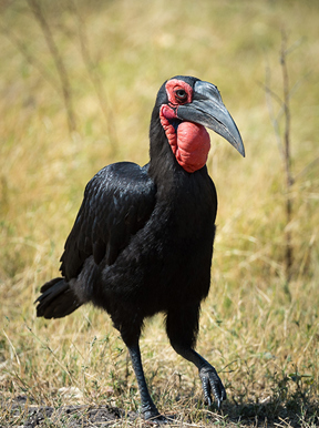 Wilderness Botswana Linyanti Wildlife Ground Hornbill
