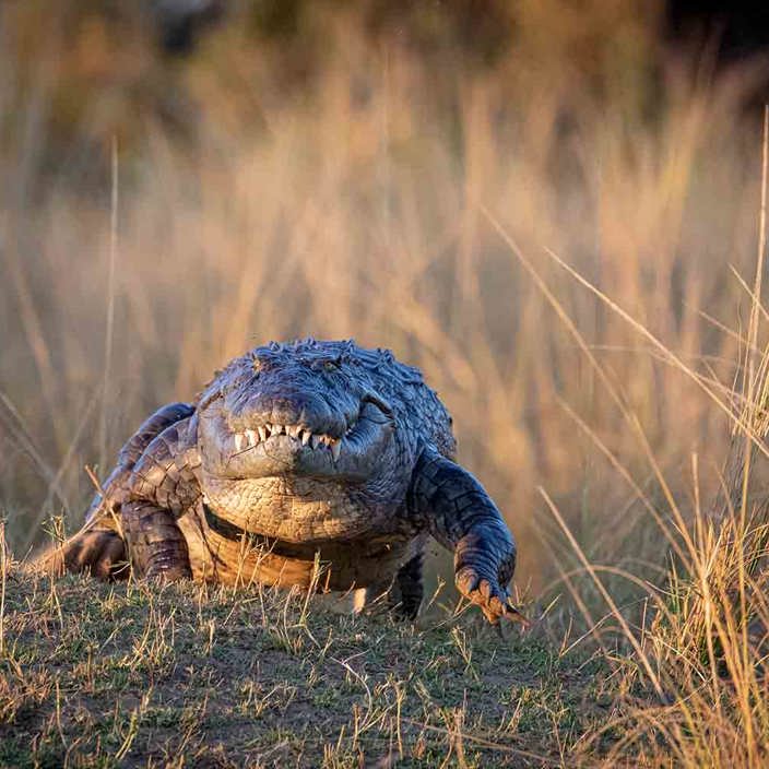 Nile crocodile on the Zambezi river at Mana Pools