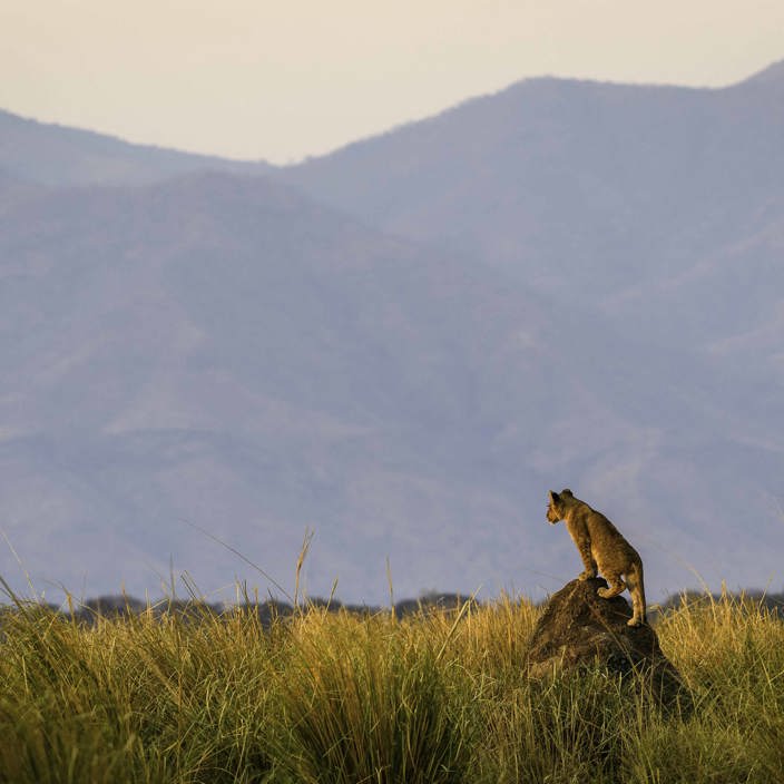 Wilderness Little Ruckomechi Zimbabwe Lion On Mound