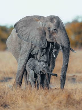Wilderness Partnerships Impact Elephant and baby