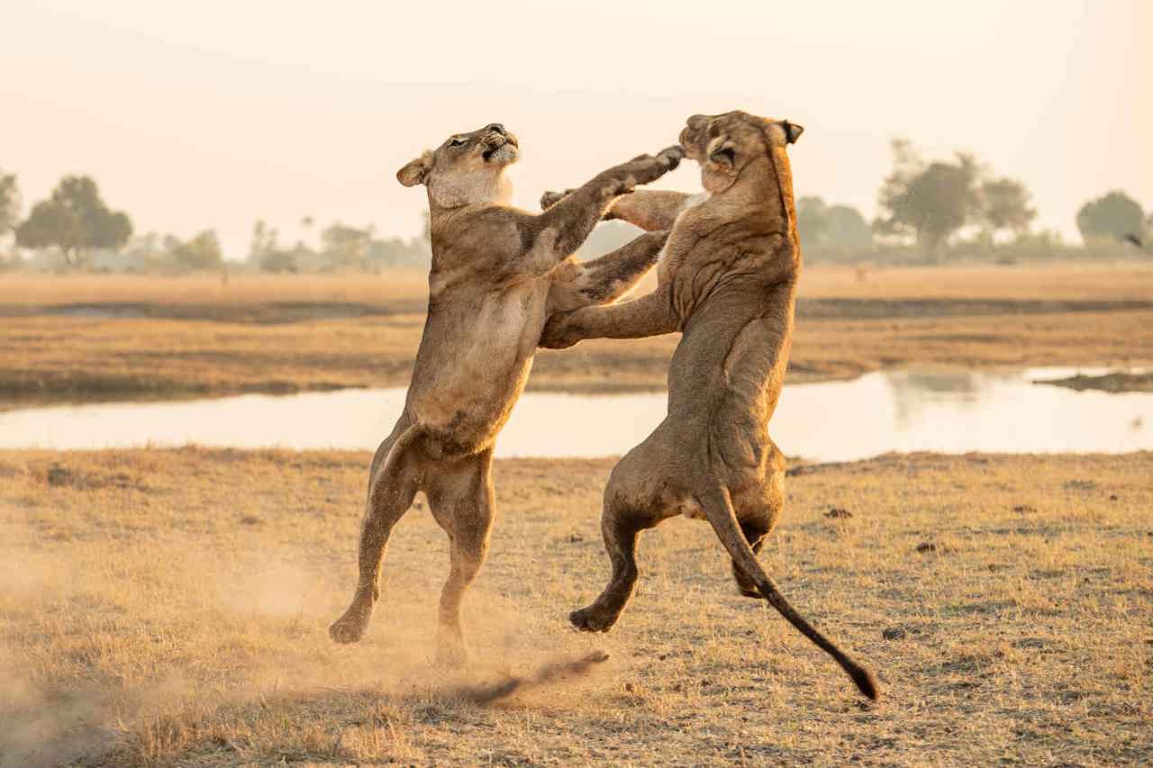 Lioness fighting in Chitabe Botswana