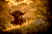 Little Vumbura Botswana Wildlife Buffalo