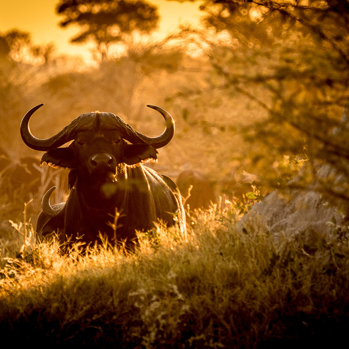Little Vumbura Botswana Wildlife Buffalo