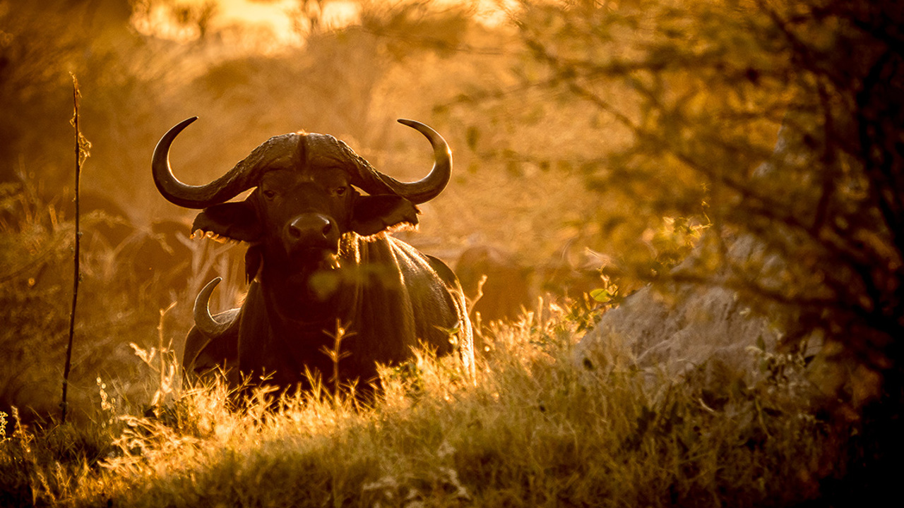 Little Vumbura Botswana Wildlife Buffalo