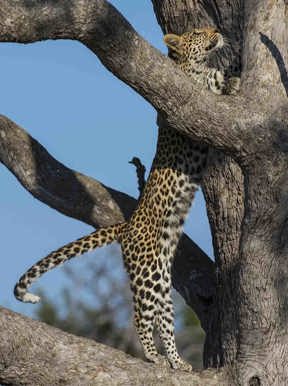 Leopard climbing a tree for a better vantage point