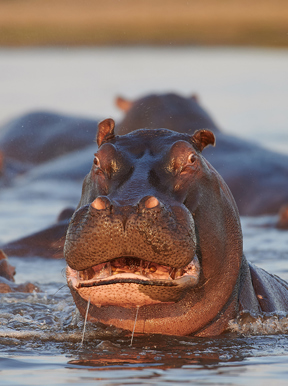 Wilderness Zambia Wildlife Hippo