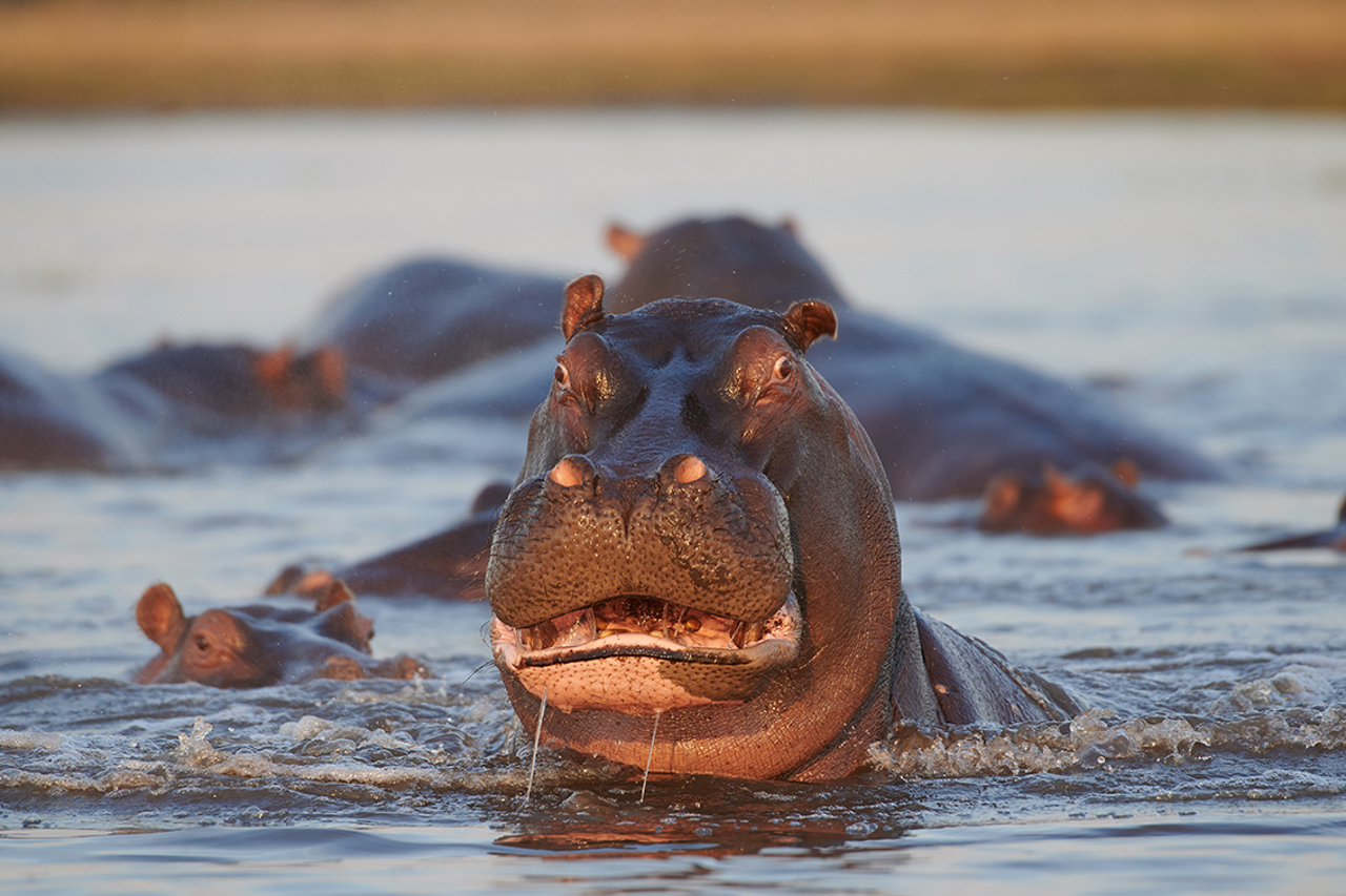 Wilderness Zambia Wildlife Hippo