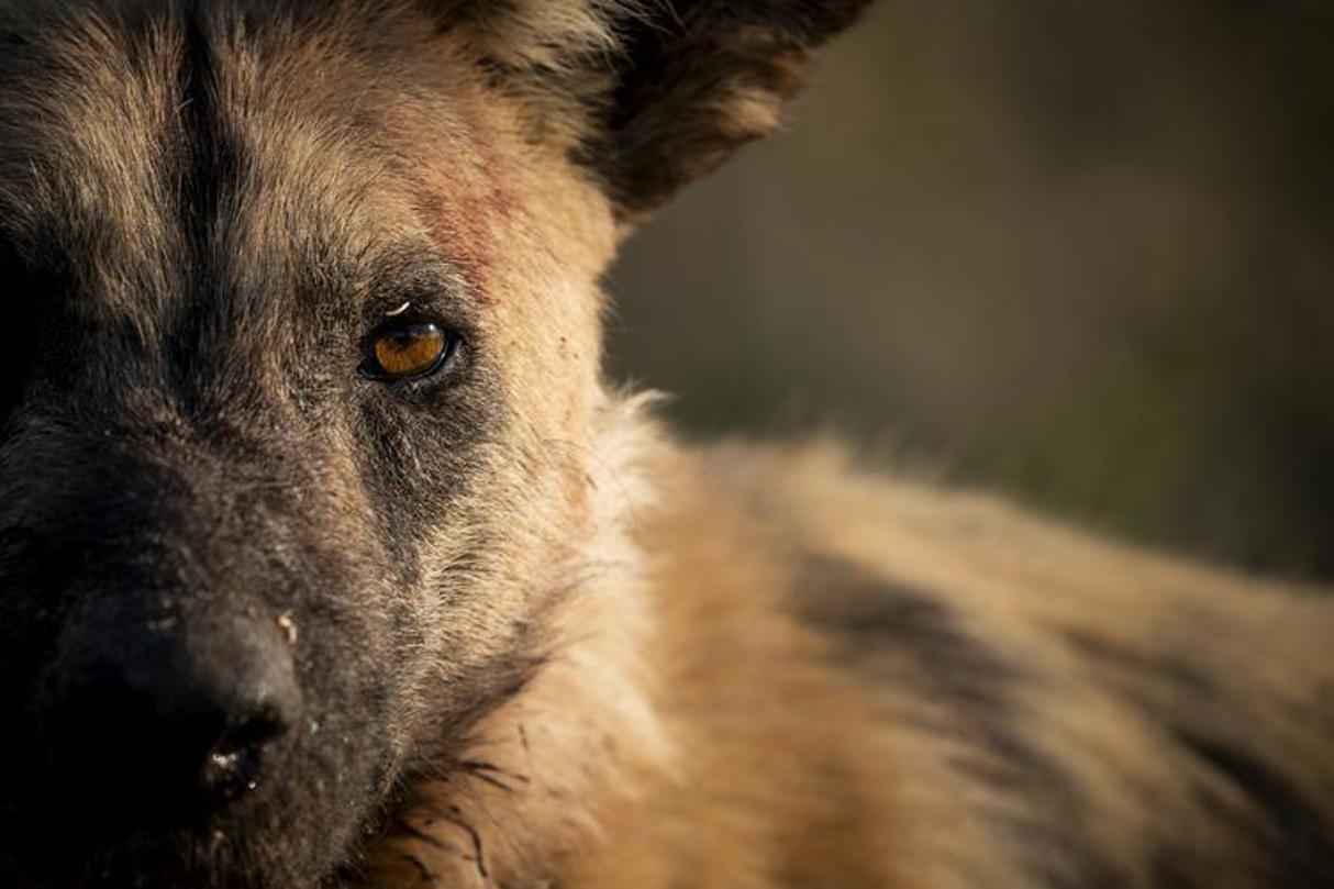 Closeup of a Wild dog on safari