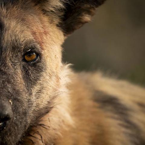 Closeup of a Wild dog on safari