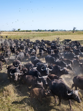 Wilderness Qorokwe Gallery Wildlife Buffalo Herd