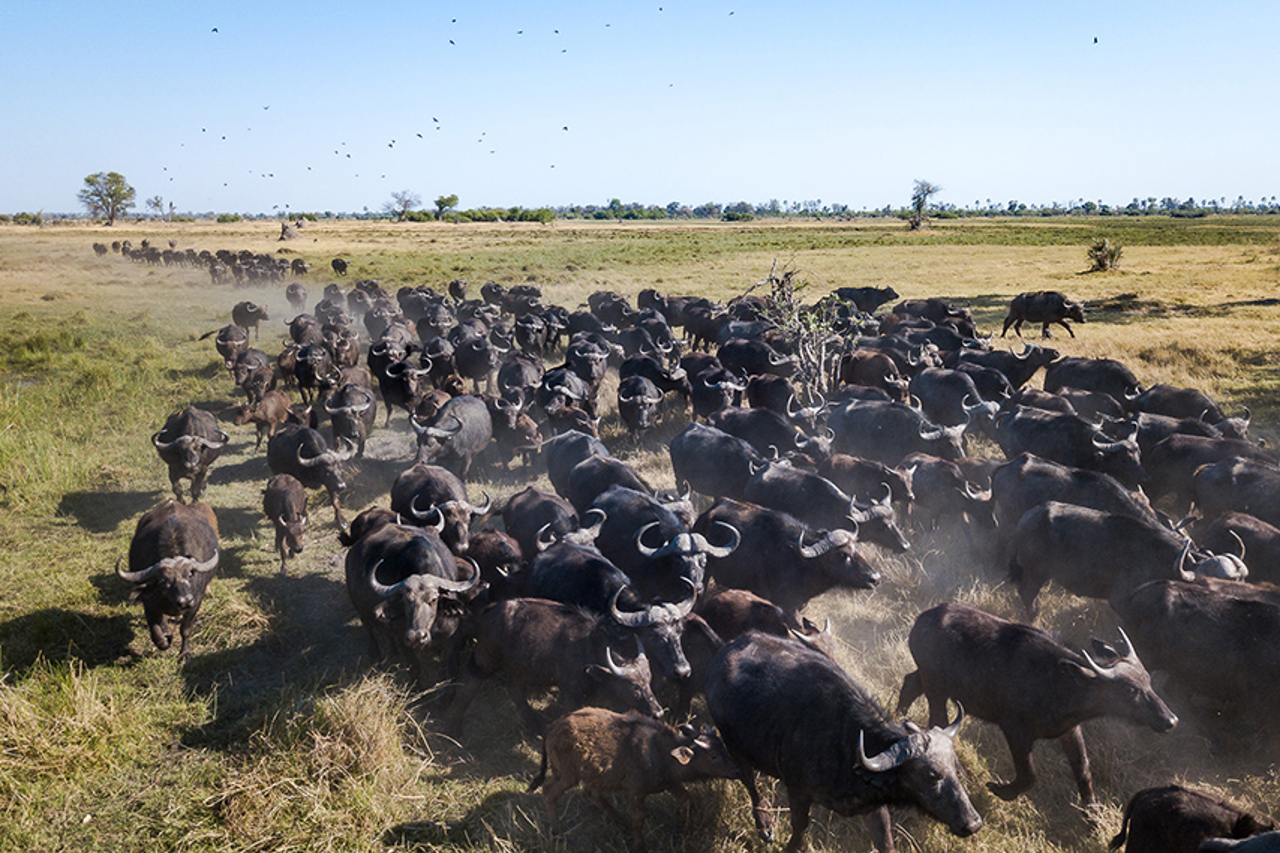 Wilderness Qorokwe Gallery Wildlife Buffalo Herd