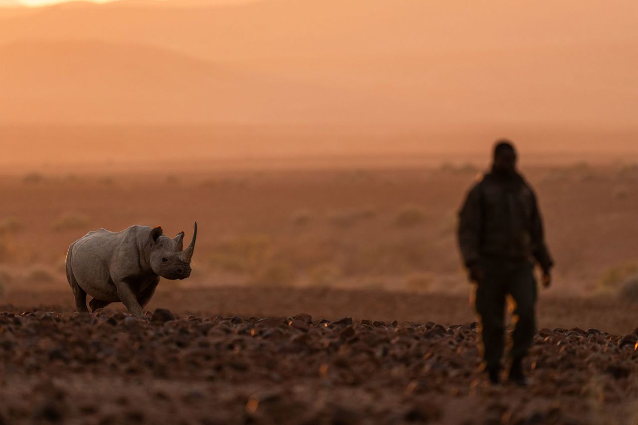 Tracking rhino on foot, Desert rhino conservation at Wilderness Desert Rhino Camp 