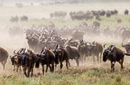 Wildebeest running in Tanzania leaving a cloud of dust in their wake