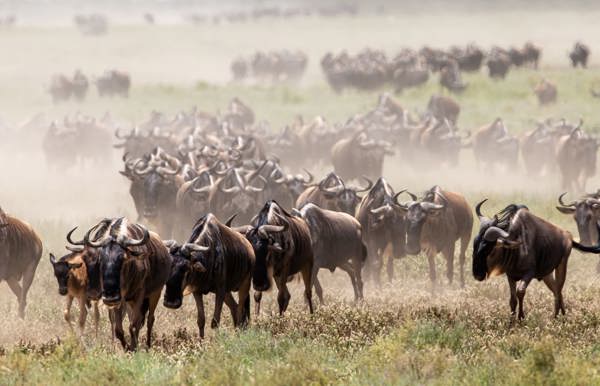 Wildebeest running in Tanzania leaving a cloud of dust in their wake