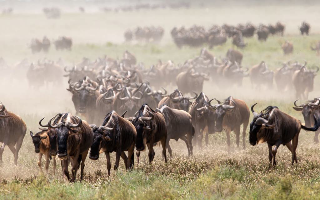 Wildebeest running in Tanzania leaving a cloud of dust in their wake