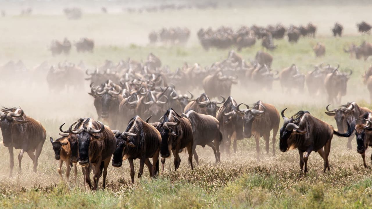 Wildebeest running in Tanzania leaving a cloud of dust in their wake