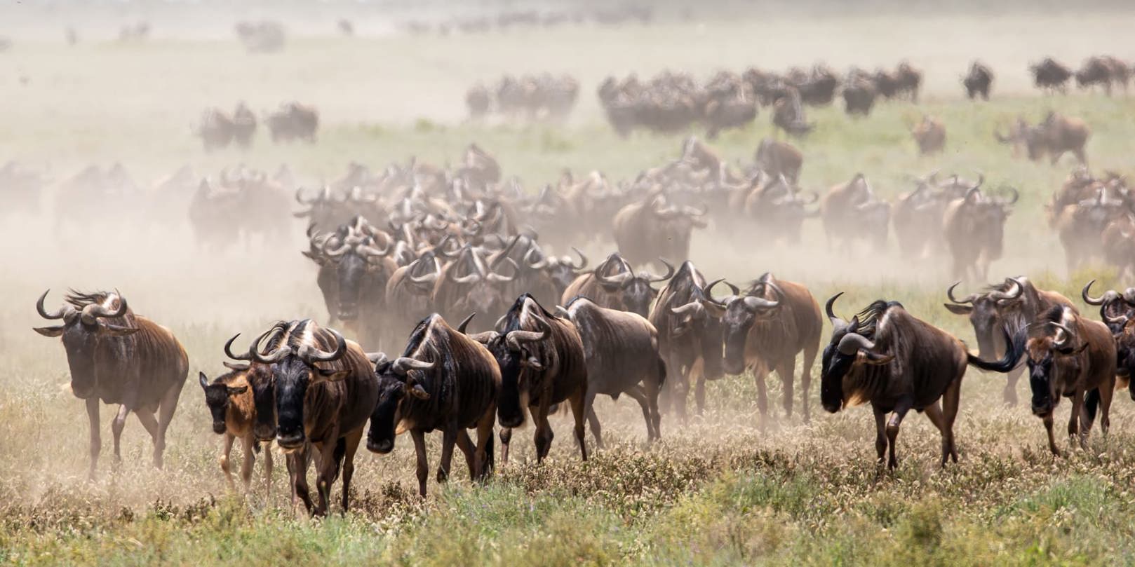 Wildebeest running in Tanzania leaving a cloud of dust in their wake