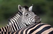 Zebras are safari favourites at Mombo