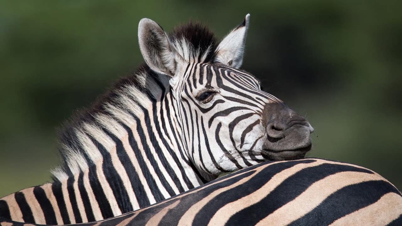 Zebras are safari favourites at Mombo