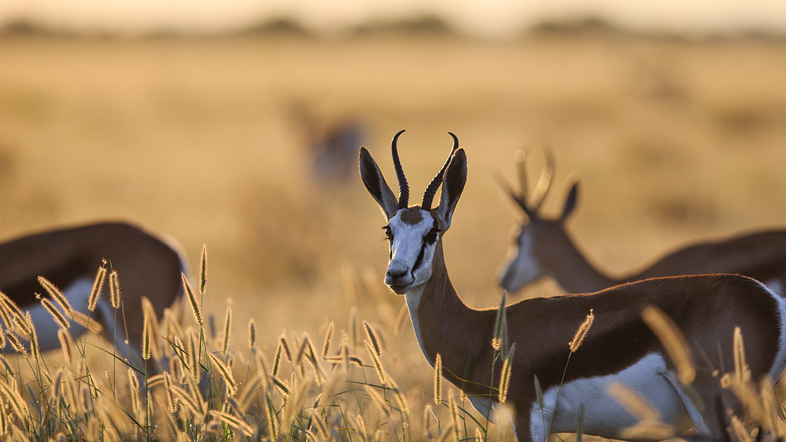 Impala in the plains of the Kalahari Botswana
