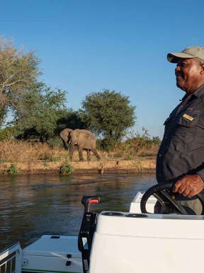 A guided boat ride on the Zambezi elephant on the banks