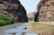 The Namibian desert transformed to green hues after rains in April 2023