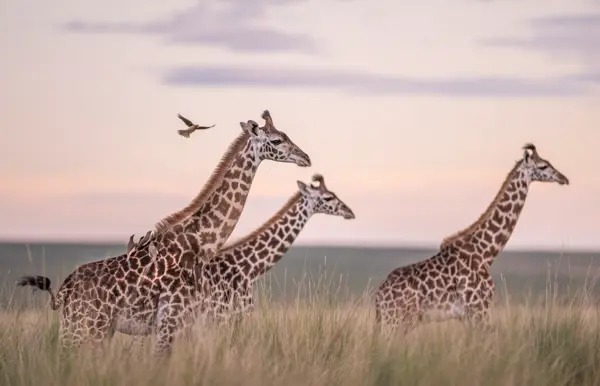 Giraffes walking elegantly across the iconic Kenyan landscape