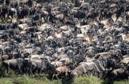 Wilderness Usawa Tannzania The Great Wildebeest Migration