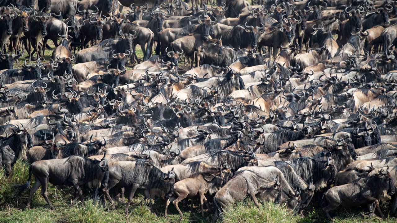 Wilderness Usawa Tannzania The Great Wildebeest Migration