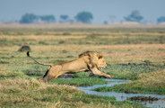 Wilderness Shumba Zambia Flying Lions