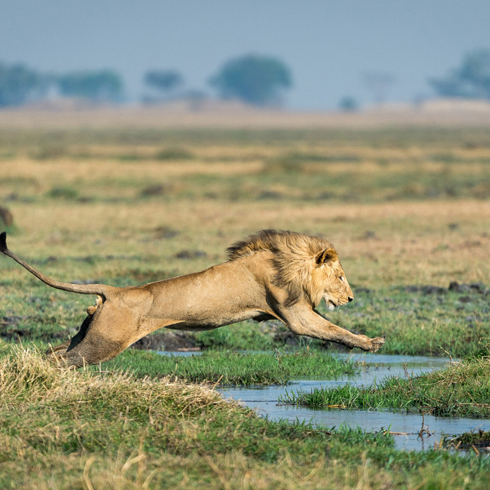 Wilderness Shumba Zambia Flying Lions