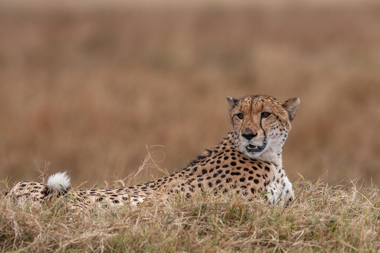 Wilderness Chitabe Lediba Wildlife Cheetah