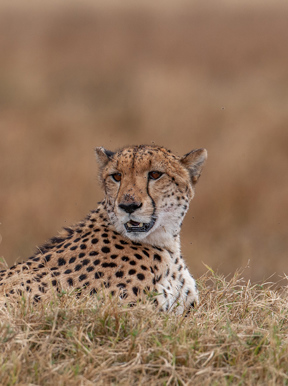 Wilderness Chitabe Lediba Wildlife Cheetah